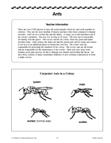 Ants, Ants in the Wild