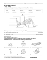 What Are Insects?